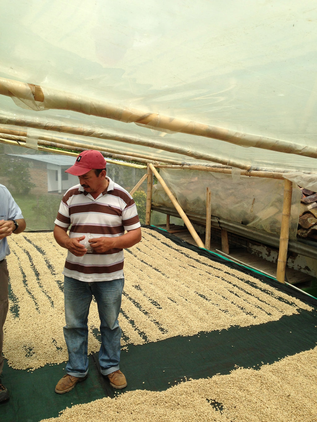 Pedro Claros with drying processed coffee