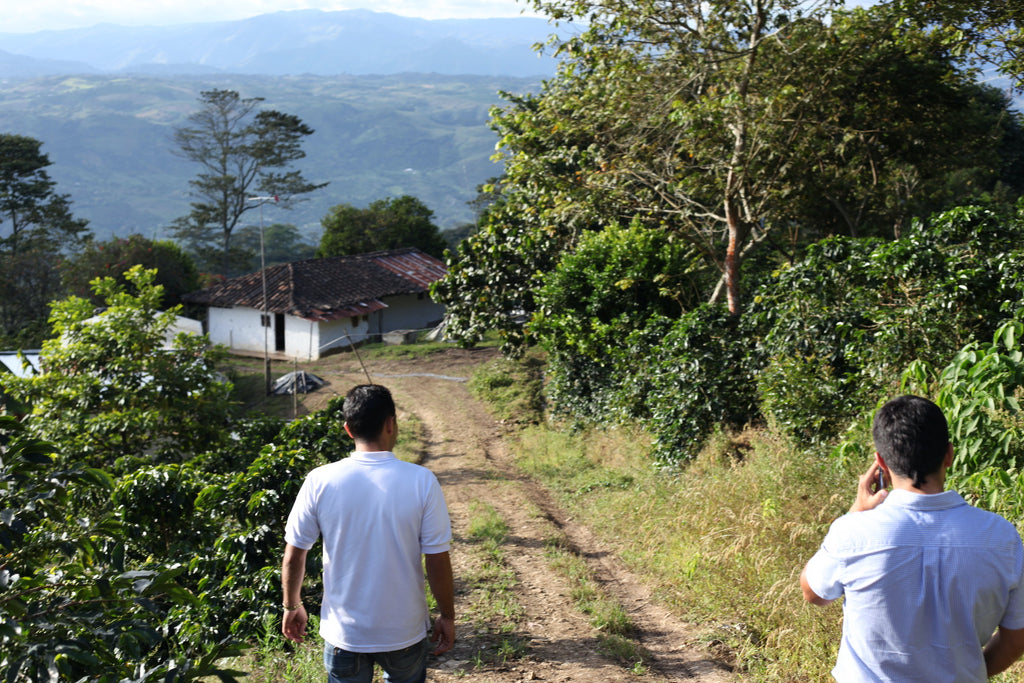 Walking to Finca La Chorrera in Pitalito, Colombia