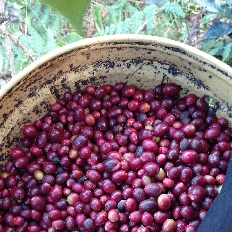 Freshly picked coffee cherries from 1 of the 18 producers who contribute to the Agua Azul group