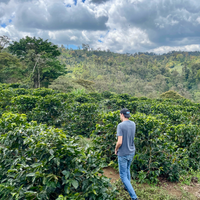 Wingo Mierisch walking through coffee which is growing at Finca San Jose in Jinotega, Nicaragua