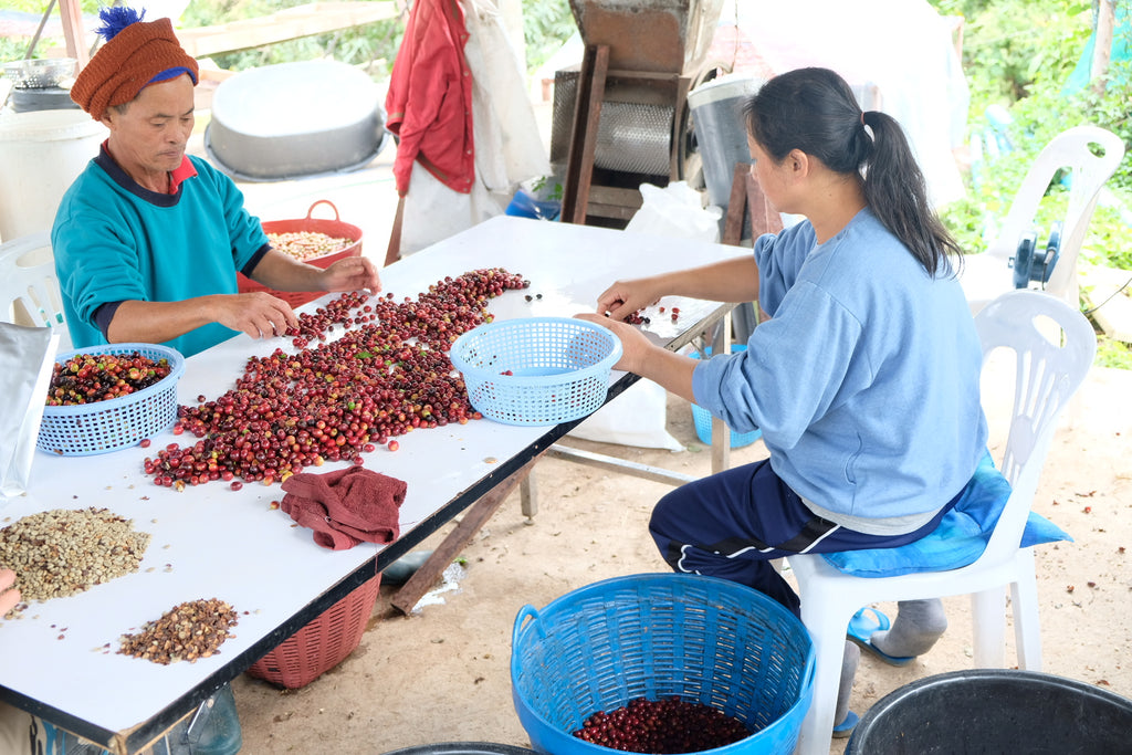 Nui Intakad & Aoy Jaisooksern's coffee farm in Doi Saket, Chiang Mai, Thailand | Hasbean.co.uk