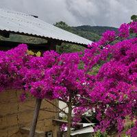 A beautiful tree growing near the mill in San Antonio de Chingama, Cajamarca, Peru