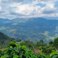 Coffee growing with a beautiful view over San Antonio de Chingama, Cajamarca, Peru