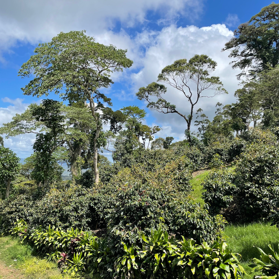 Coffee growing on Finca San Jose in Jinotega, Nicaragua