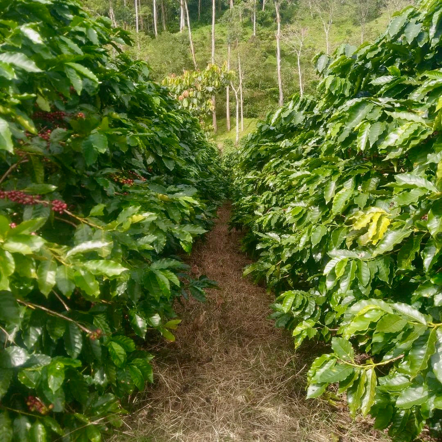 Ethiosar variety coffee growing at Finca Limoncillo in Matagalpa, Nicaragua