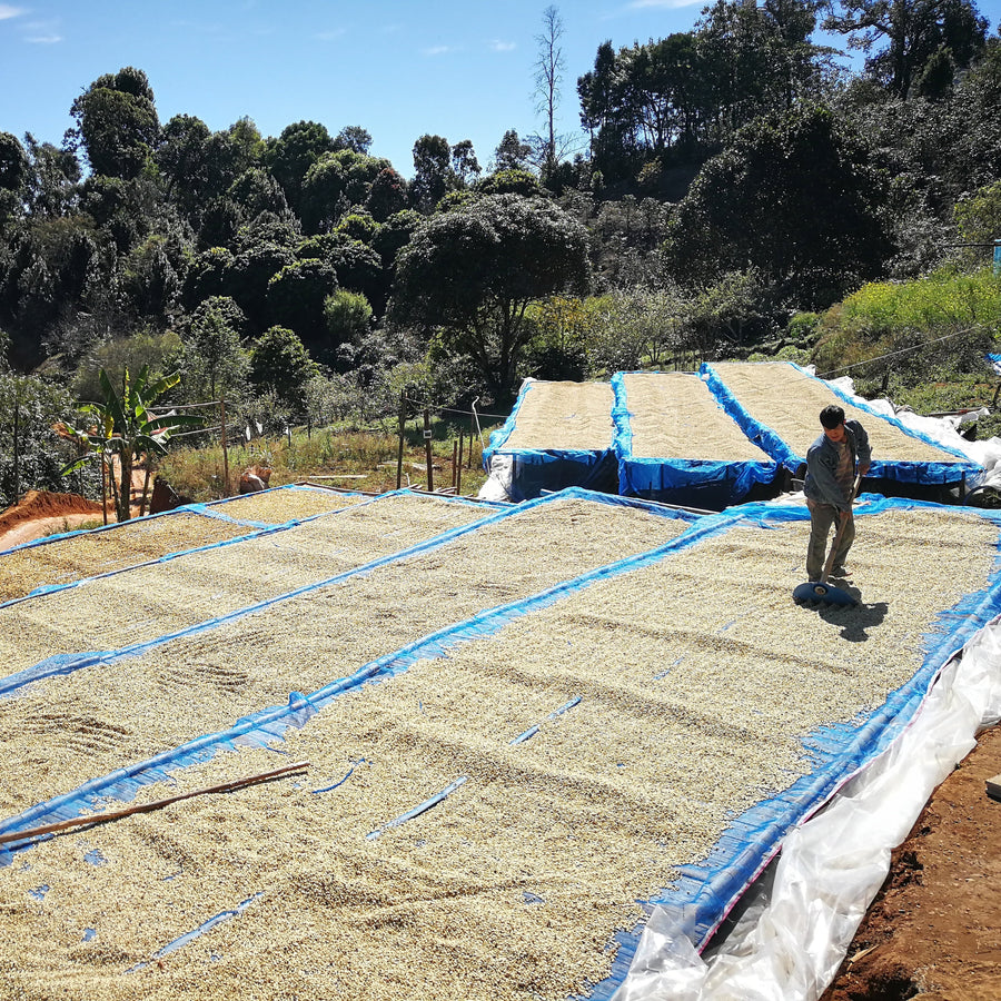 Coffee drying in Doi Pangkhon, Thailand