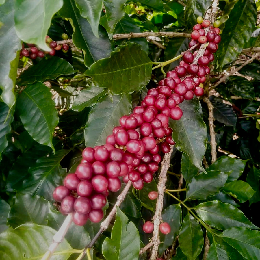 Ethiosar variety coffee growing at Finca Limoncillo in Matagalpa, Nicaragua