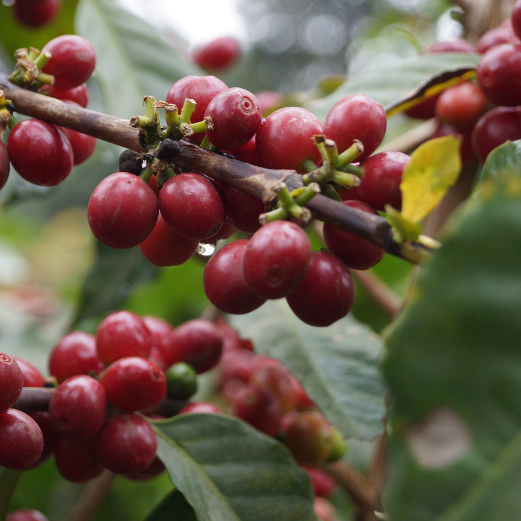 Coffee cherries growing in the Burka Estate in Arusha, Tanzania | Hasbean.co.uk