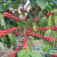 Coffee growing in Doi Pangkhon, Thailand