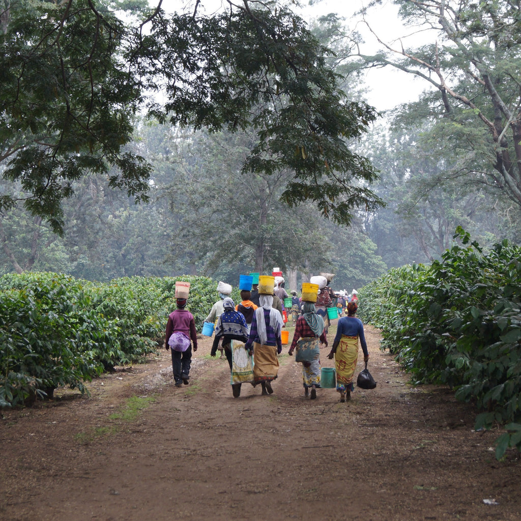 Workers carrying coffee cherries at the Burka Estate in Arusha, Tanzania | Hasbean.co.uk