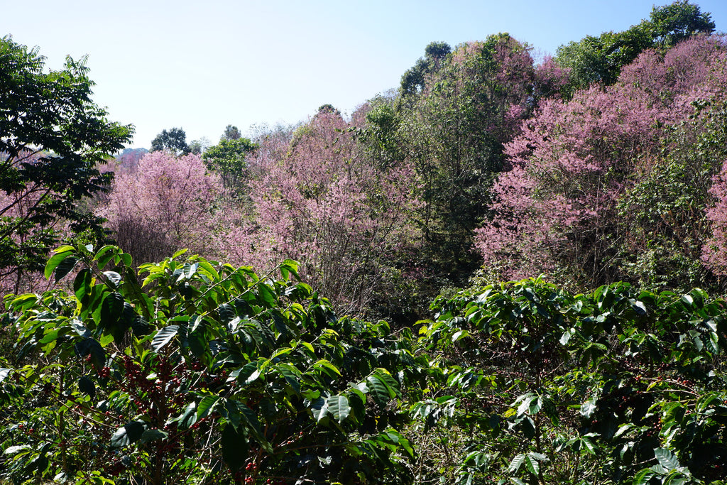 Cherry blossom trees provide shade to coffee growing in Chiang Rai