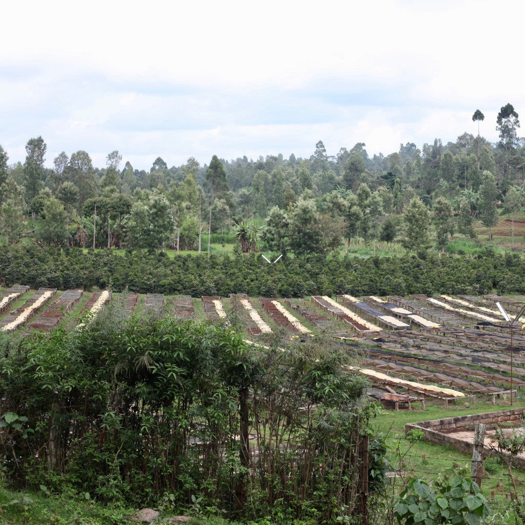 Views of the raised african drying beds at the Othaya Chinga mill in Kenya | Hasbean.co.uk