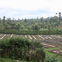 Views of the raised african drying beds at the Othaya Chinga mill in Kenya 