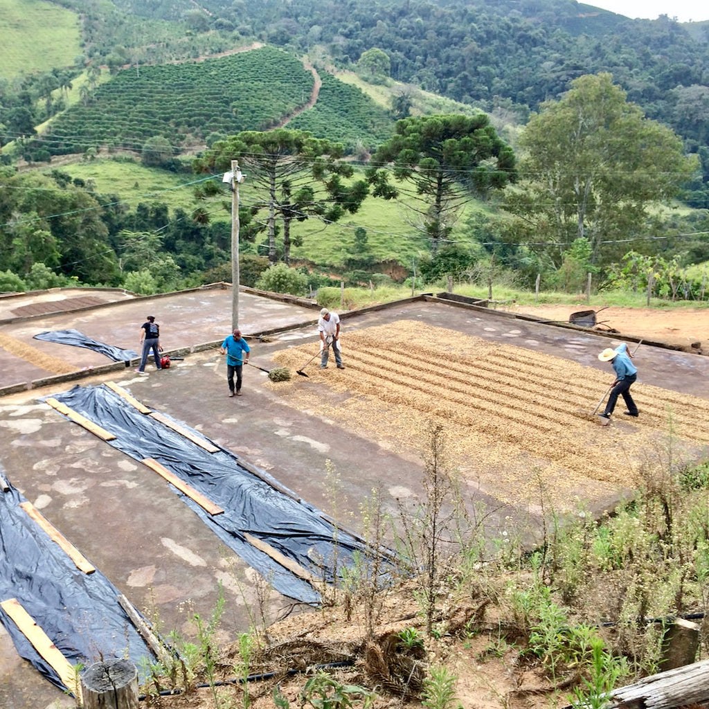 Coffee being dried at Fazenda Inglaterra in Poços de Caldas, Minas Gerais, Brazil