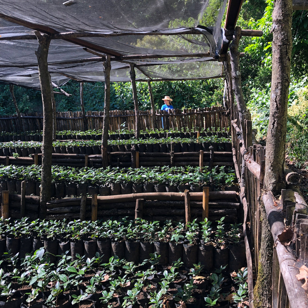 Coffee seedling nursery at Finca Nejapa in Ahuachapan , El Salvador