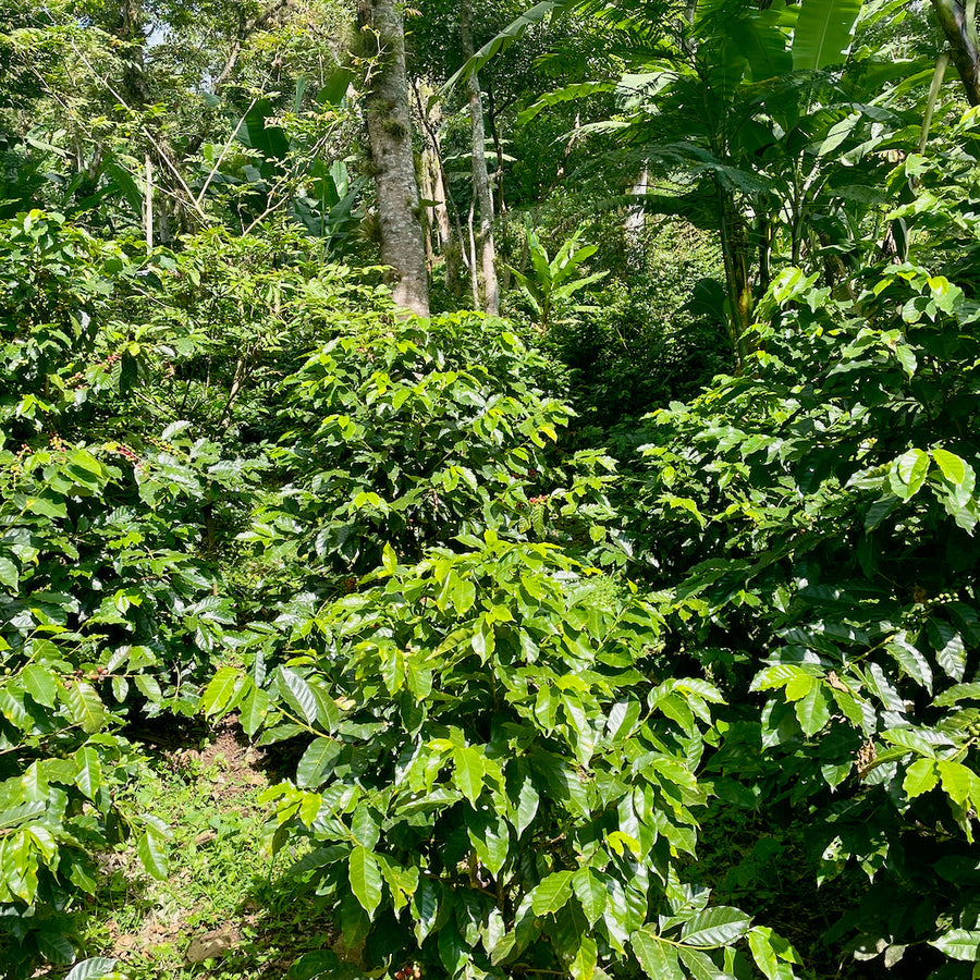Coffee growing at La Equimite in Veracruz, Mexico