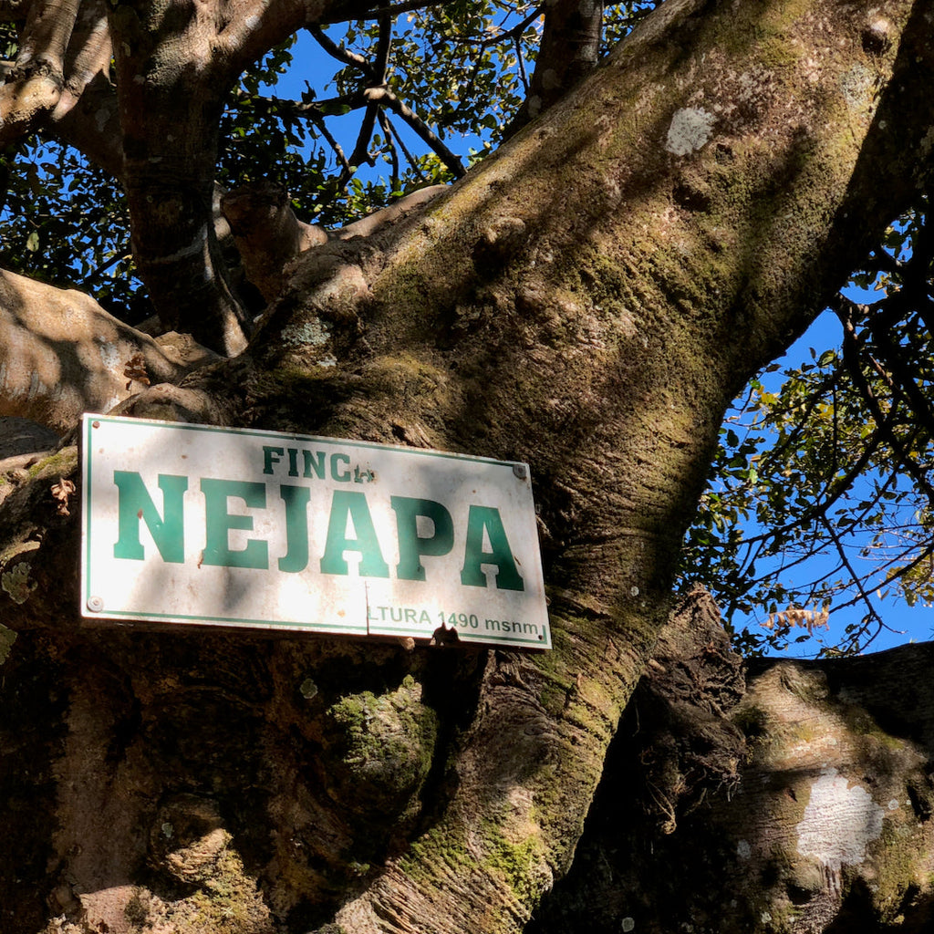 Finca Nejapa sign on a tree at the farm in Ahuachapan , El Salvador