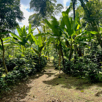 Coffee growing under natural share plants at La Equimite in Veracruz, Mexico