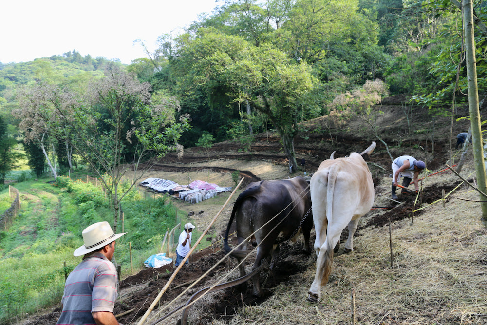 Farm workers ploughing the land with animals at El Equimite in Veracruz, Mexico