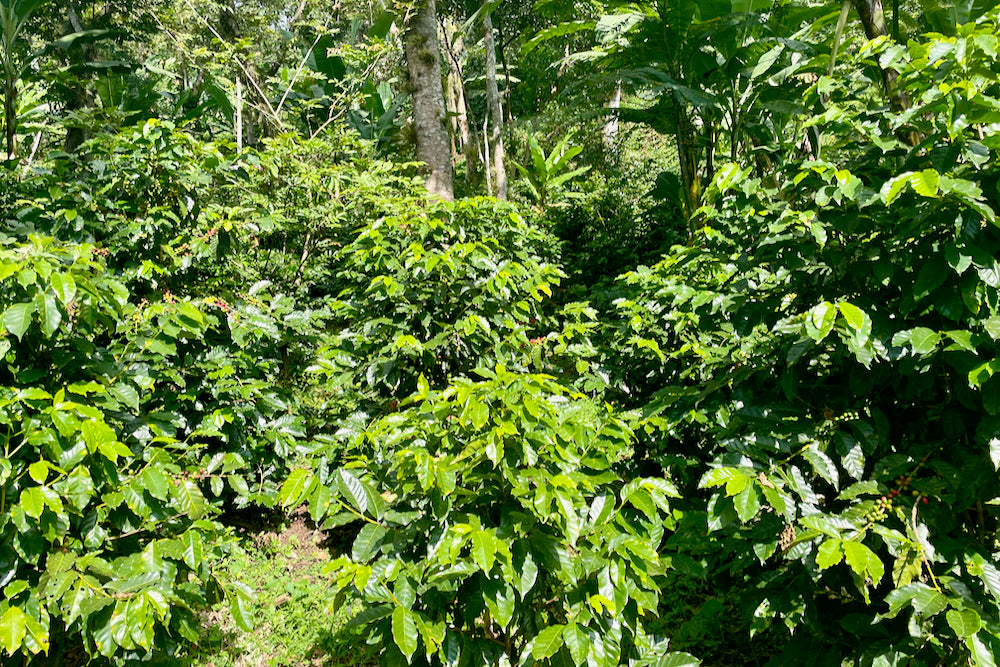 Coffee growing at El Equimite in Veracruz, Mexico