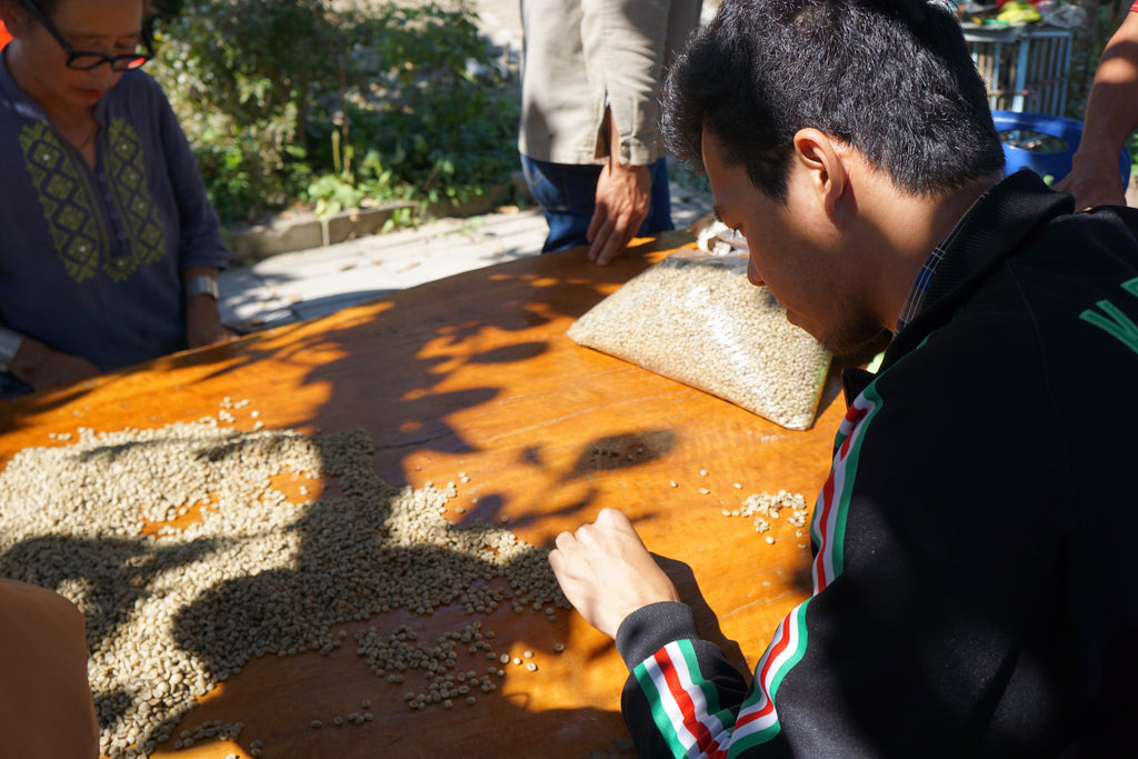 Farm workers manually sorting green coffee after it has been density graded as part of their quality control process