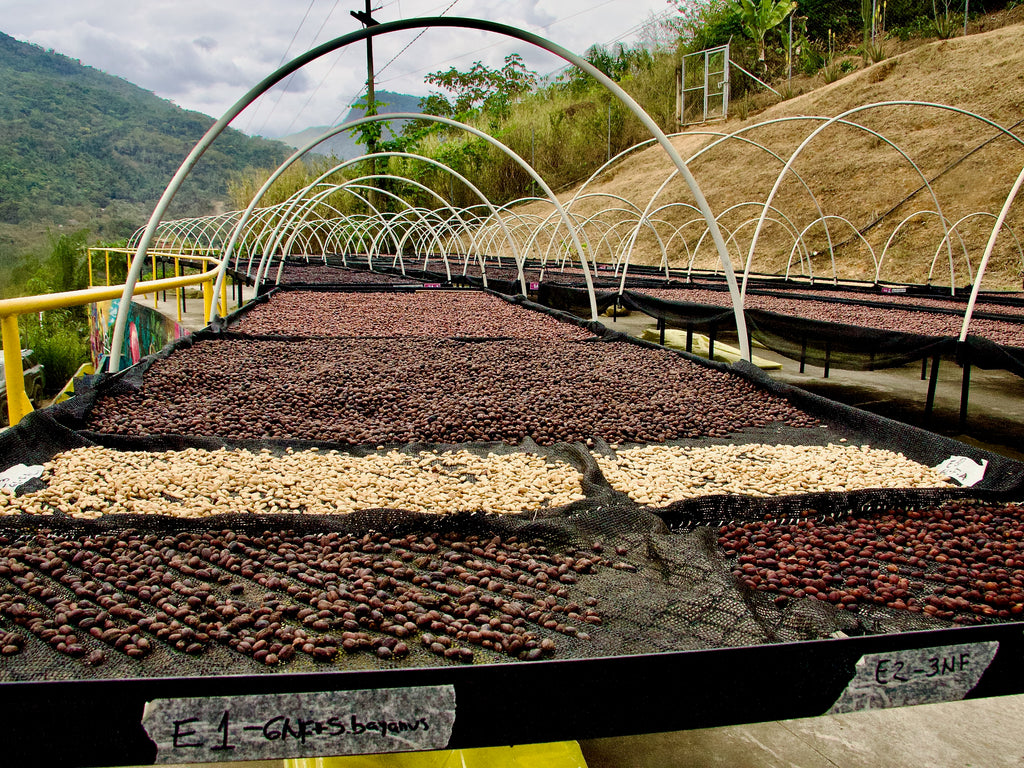 Coffee from Bolinda drying on raised beds