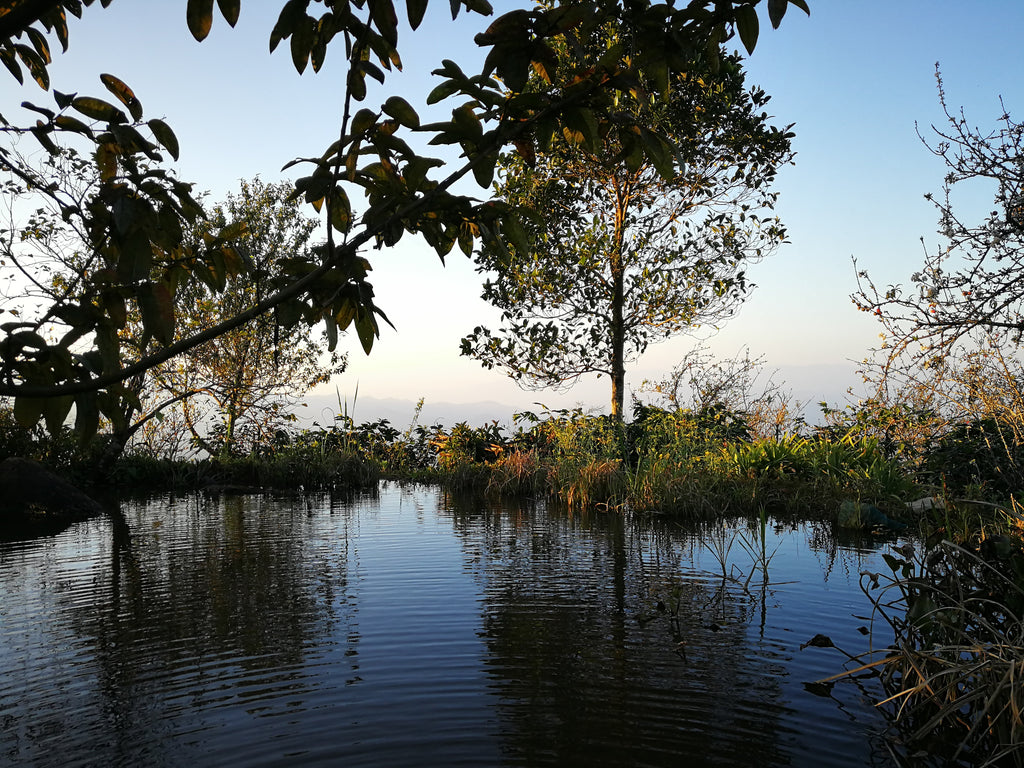 A local water source near the coffee production area in Chiang Mai, Thailand