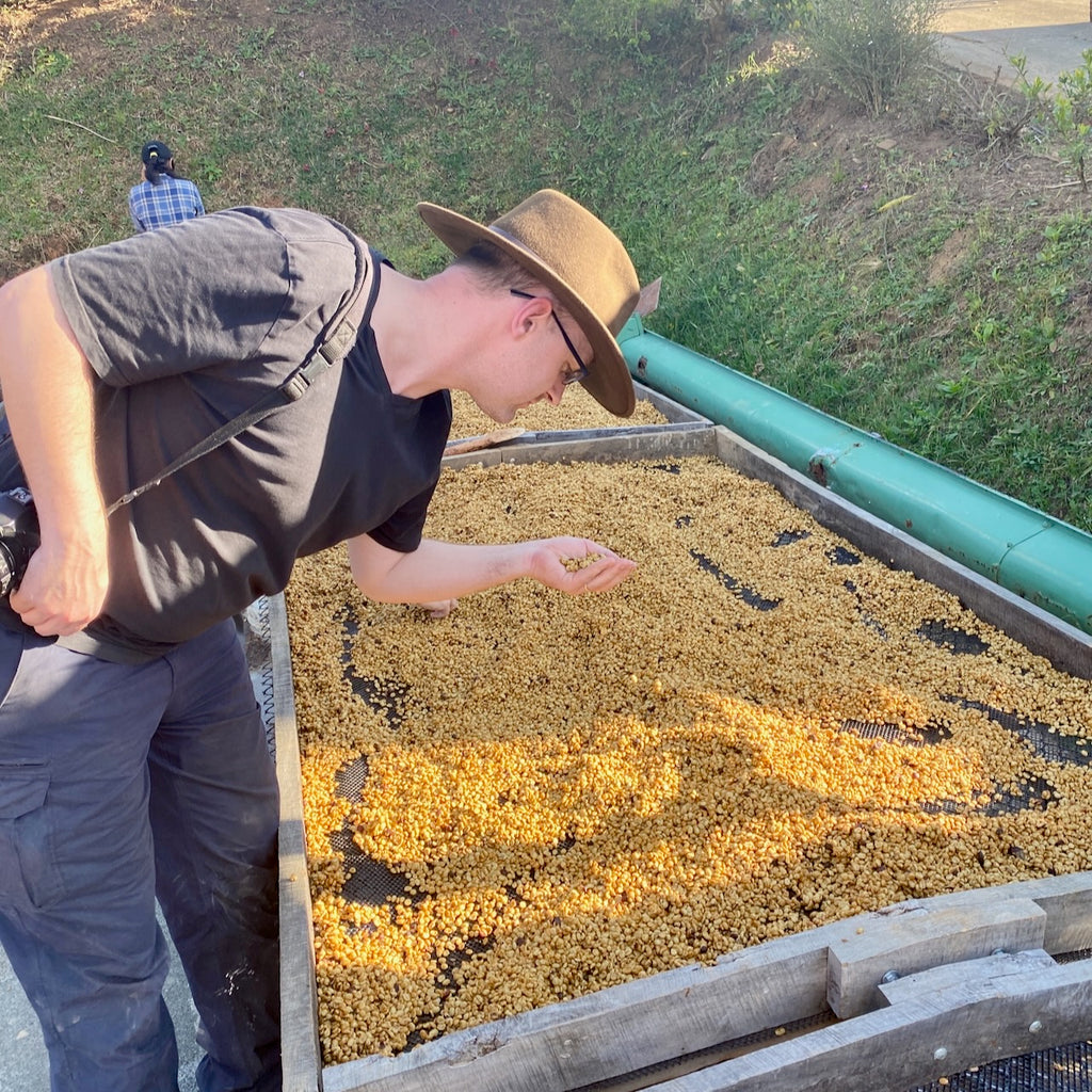 Roland taking a look at some of the drying coffee