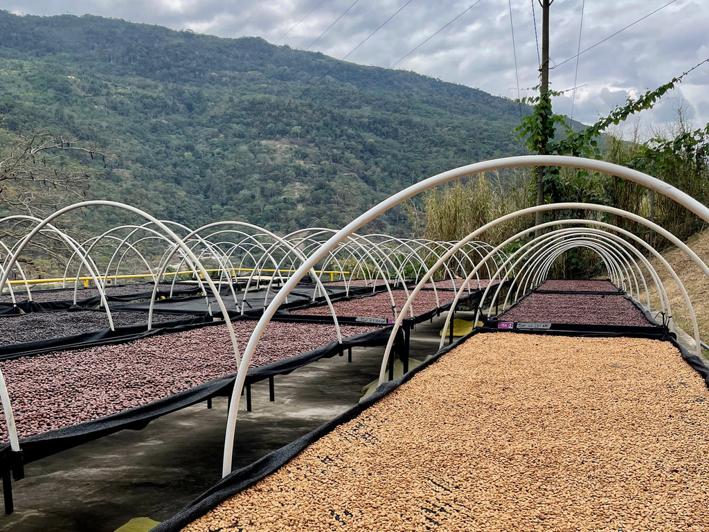 Coffee from Bolinda drying on raised beds