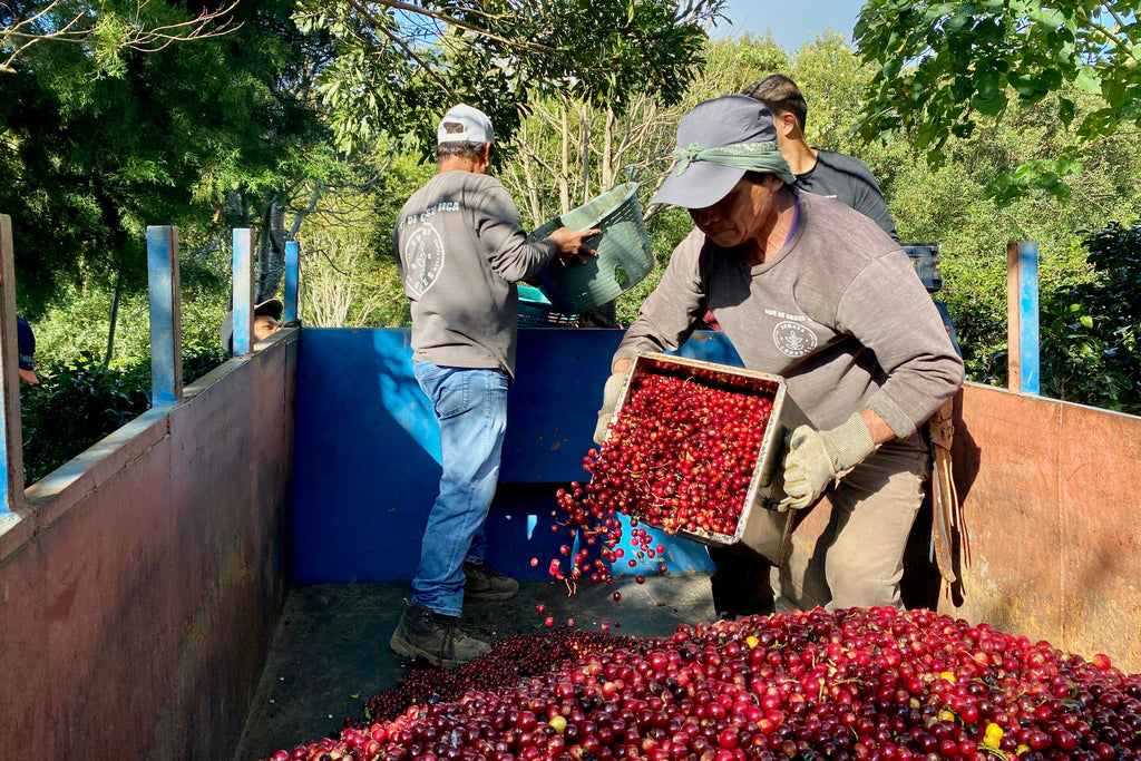 Freshly picked coffee being measured into a truck by the cajuela