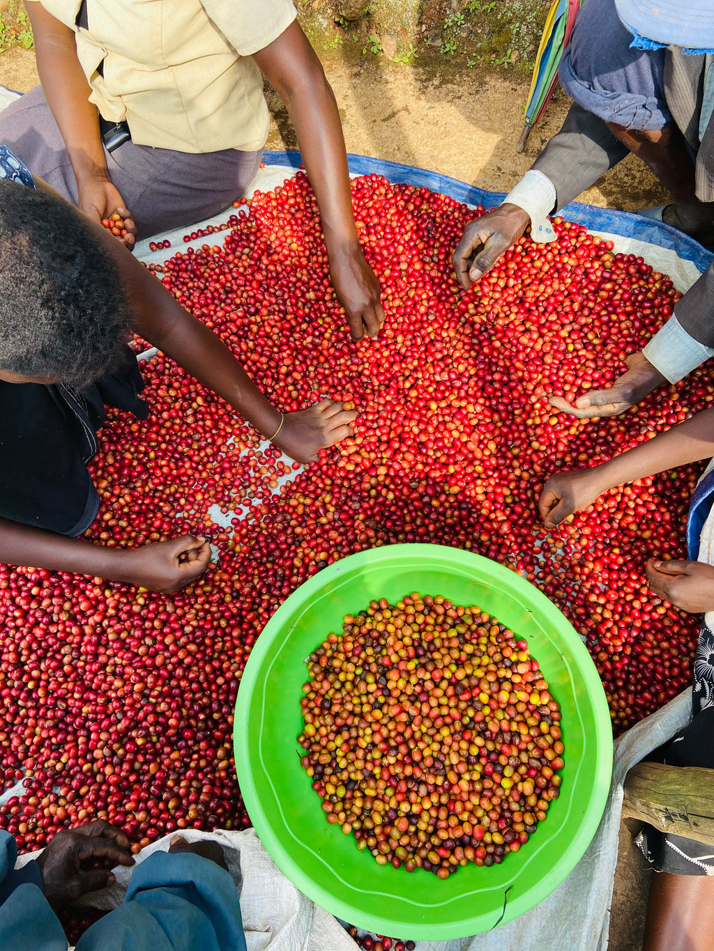 Coffee cherry being sorted