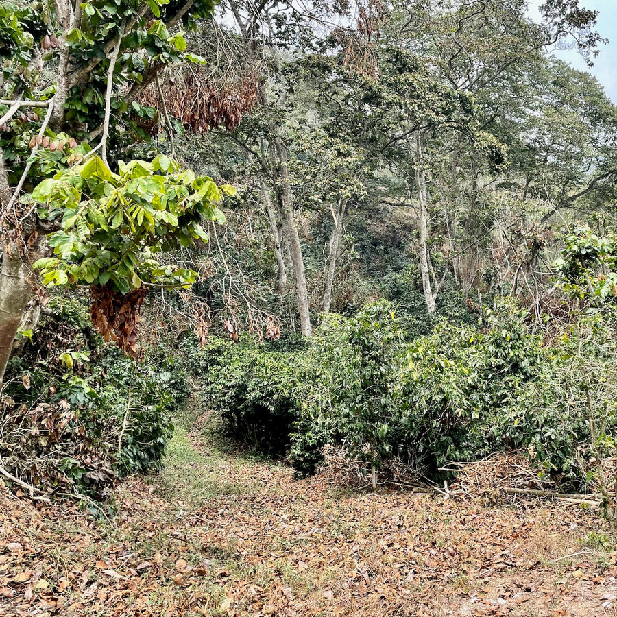 Coffee growing at La Alondra in Lepaterique, Honduras