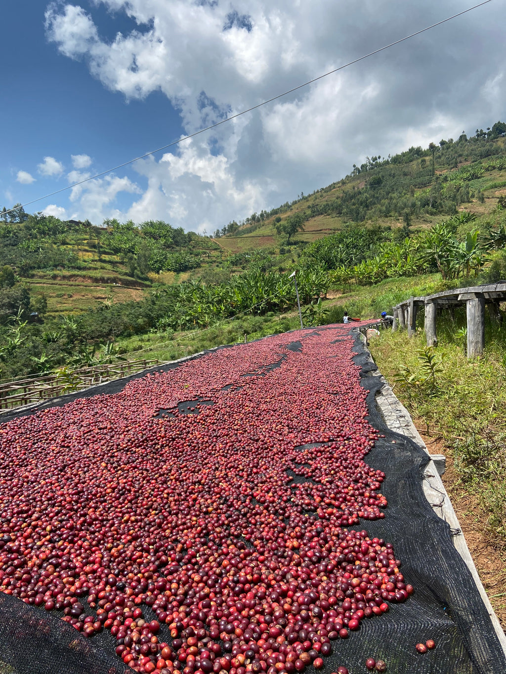 Coffee drying on raised African beds