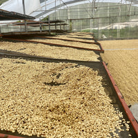 Processed coffee drying on raised beds before being moved to concrete patios at the Don Joel micromill