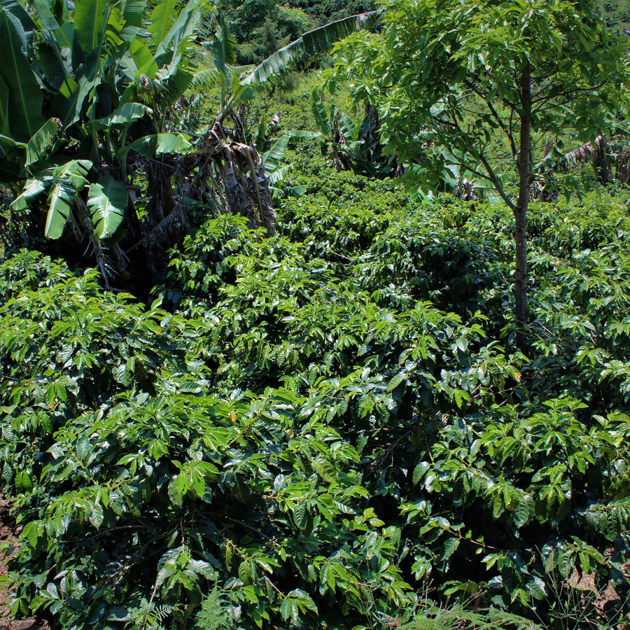 Pacas variety coffee growing at Benjamín Paz Muñoz's farm La Orquidea in Santa Barbara, Honduras