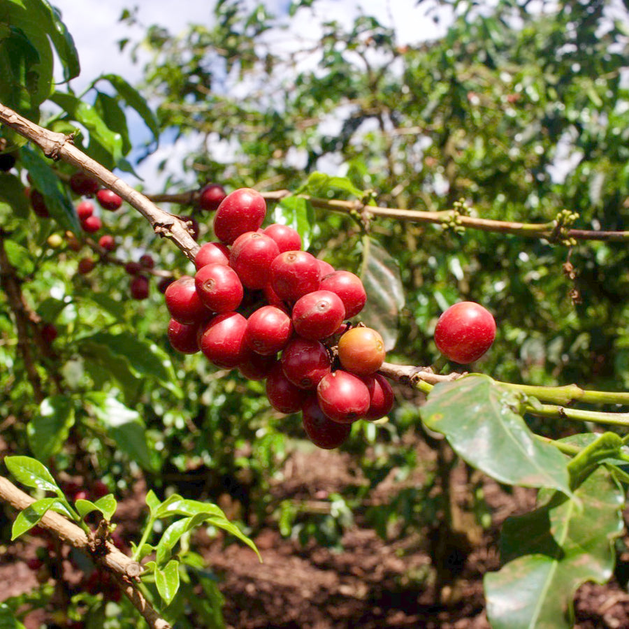 Coffee growing at the Kiriga Estate in Gatanga, Muranga, Kenya