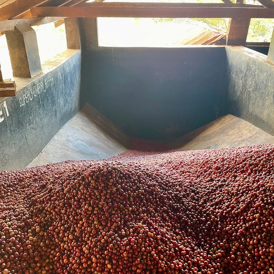 Coffee cherries being processed at the Othaya mill