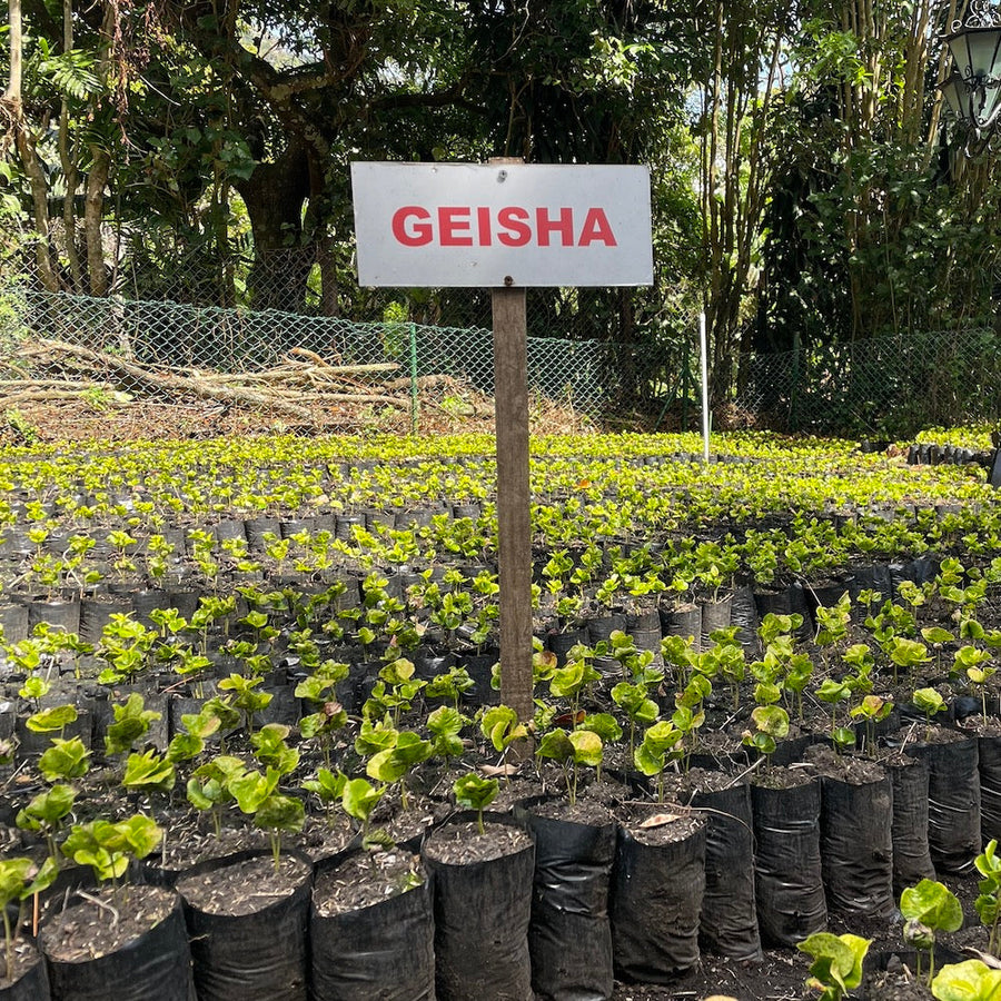 Geisha coffee plant seedlings at Finca Deborah in Panama
