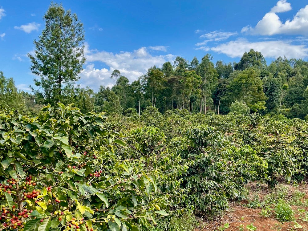 Coffee growing in Othaya, Kenya
