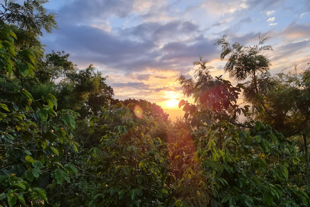 The sun setting over coffee growing at El Limon in Palencia, Guatemala