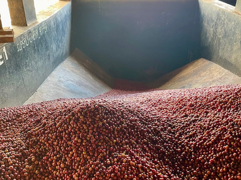 Coffee cherries being processed at the Gatuyaini wet mill