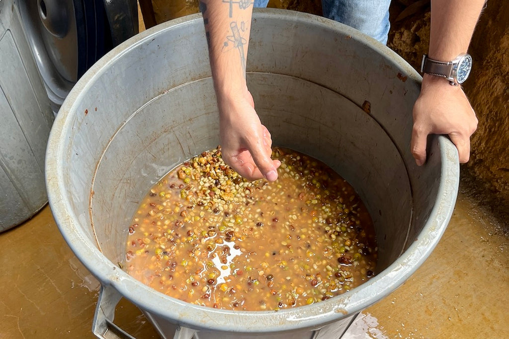 Coffee fermenting at the Renacer micro-washing station in La Sierra, Medellín, Colombia