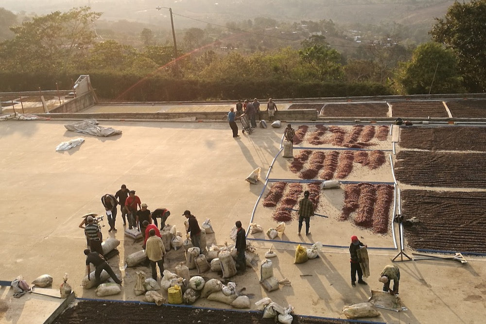 Farm workers spreading coffee out on the concrete patios at El Limon in Palencia, Guatemala
