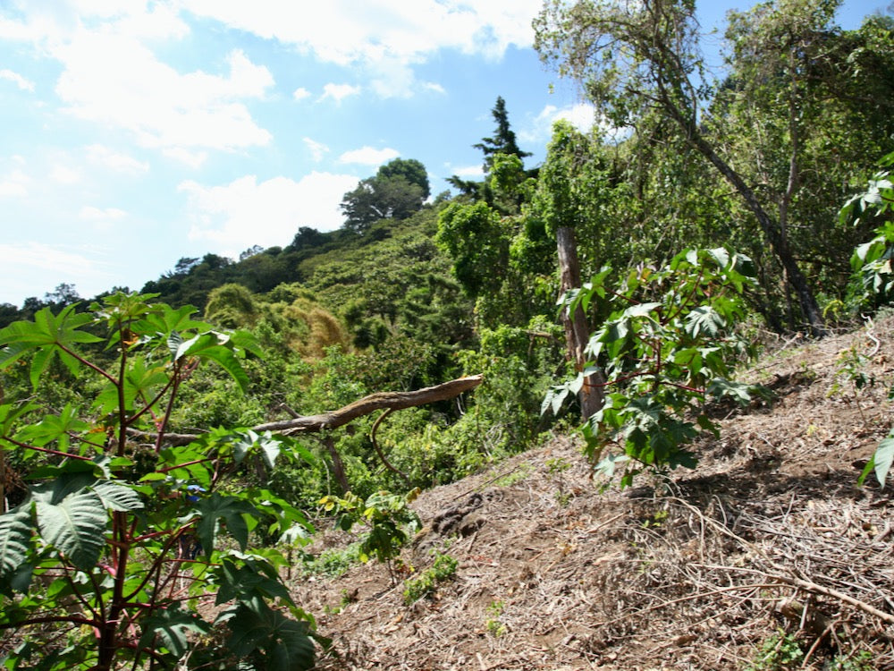 Coffee growing at 1,500 m.a.s.l. on Finca San José in Ahuachapán, El Salvador