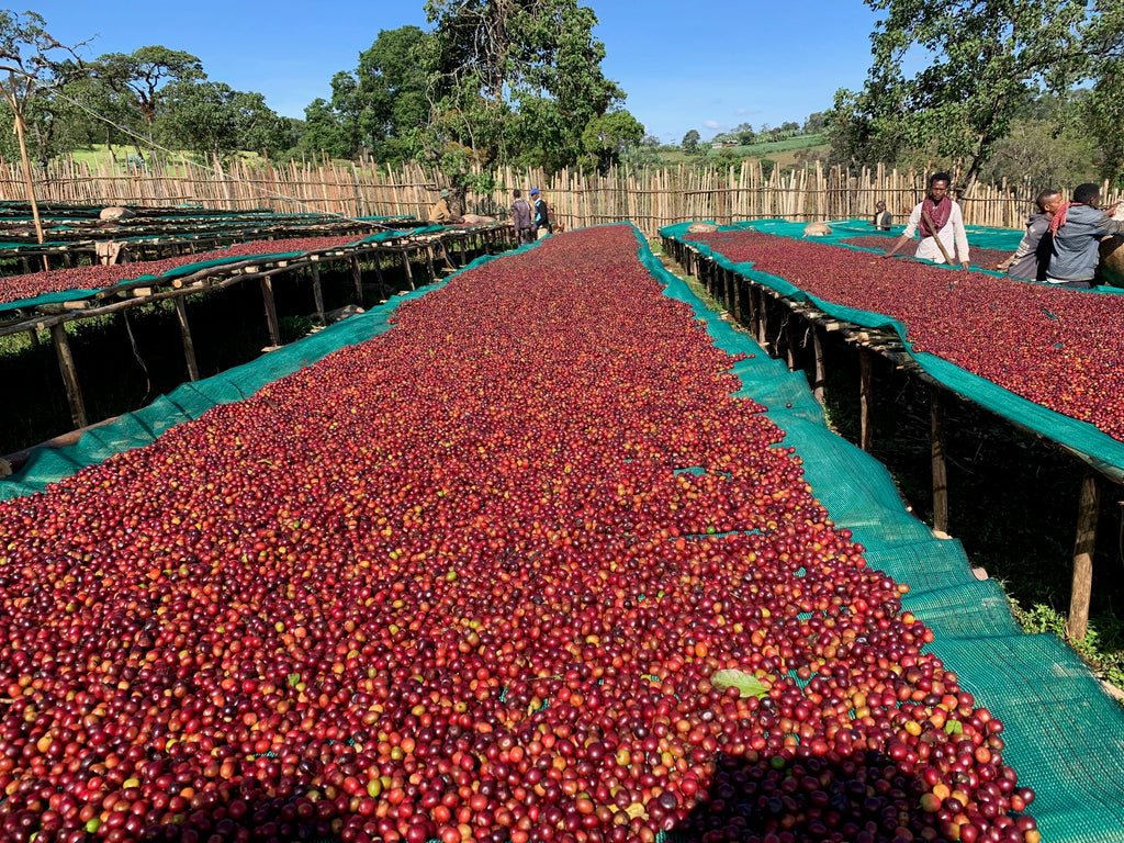Coffee drying on raised beds at Ana Sora
