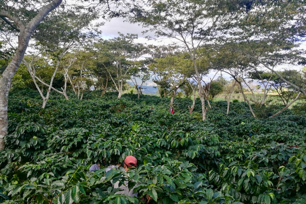 Coffee growing at El Limon in Palencia, Guatemala