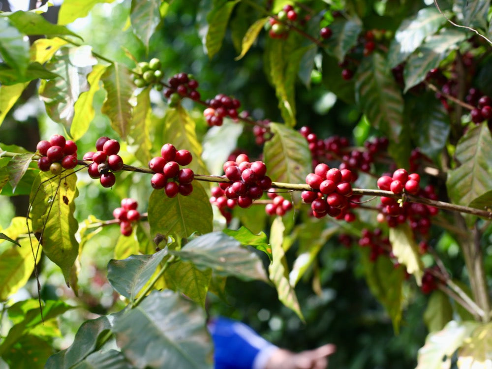 Coffee cherries on the tree at Finca San José in Ahuachapán, El Salvador
