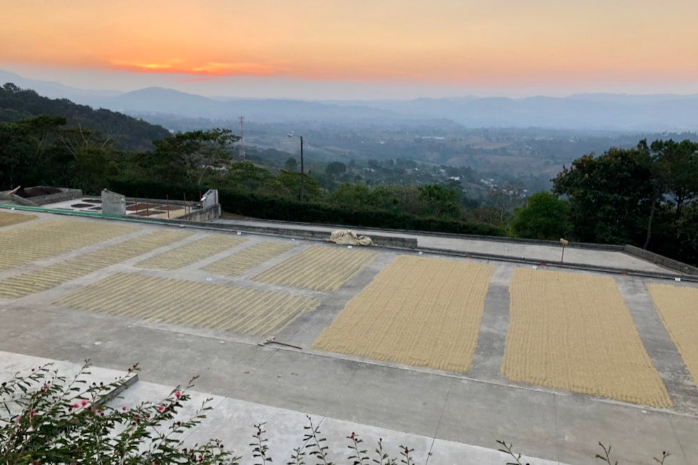 Coffee drying on concrete patios at El Limon in Palencia, Guatemala