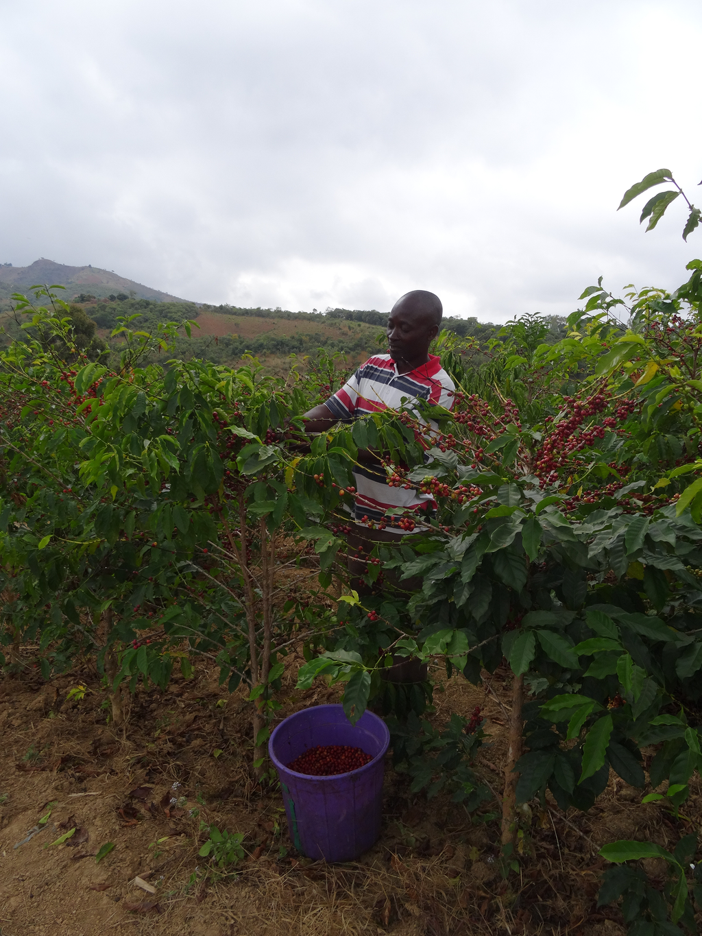 A smallholder farmer of the Phoka Coffee Planters Cooperative