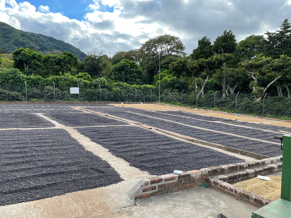 Coffee drying at San Pedro mill in Apaneca, Ahuachapán, El Salvador